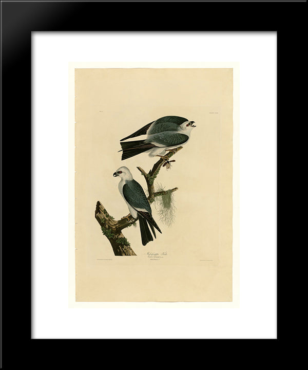 Plate 117 Mississippi Kite 20x24 Black Modern Wood Framed Art Print Poster by Audubon, John James