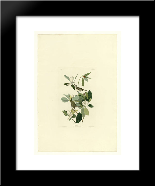 Plate 118 Warbling Flycatcher 20x24 Black Modern Wood Framed Art Print Poster by Audubon, John James