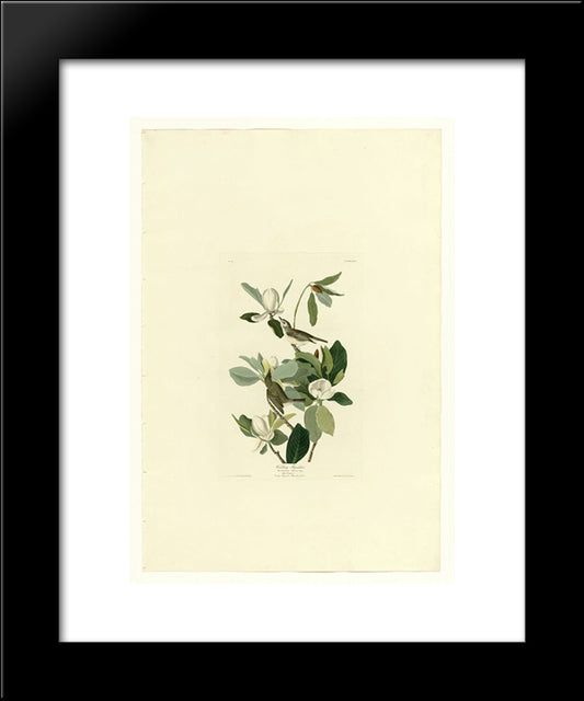 Plate 118 Warbling Flycatcher 20x24 Black Modern Wood Framed Art Print Poster by Audubon, John James