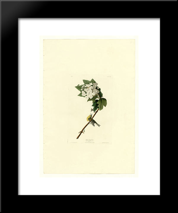 Plate 119 Yellow-Throated Vireo 20x24 Black Modern Wood Framed Art Print Poster by Audubon, John James
