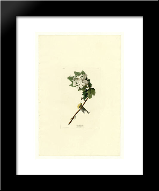 Plate 119 Yellow-Throated Vireo 20x24 Black Modern Wood Framed Art Print Poster by Audubon, John James