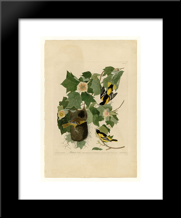 Plate 12. Baltimore Oriole 20x24 Black Modern Wood Framed Art Print Poster by Audubon, John James