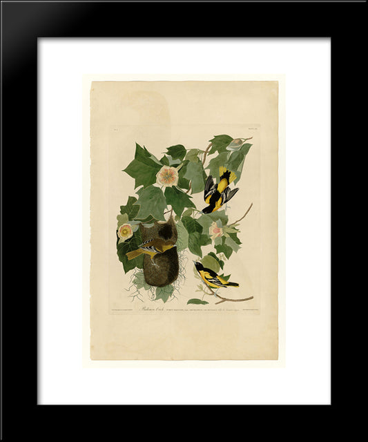 Plate 12. Baltimore Oriole 20x24 Black Modern Wood Framed Art Print Poster by Audubon, John James