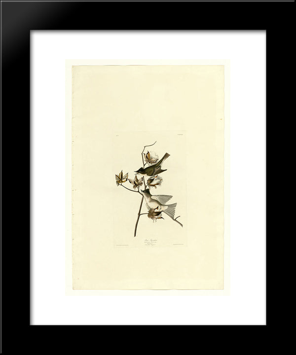 Plate 120 Pewit Flycatcher 20x24 Black Modern Wood Framed Art Print Poster by Audubon, John James