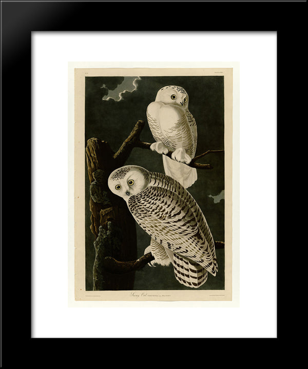 Plate 121 Snowy Owl 20x24 Black Modern Wood Framed Art Print Poster by Audubon, John James