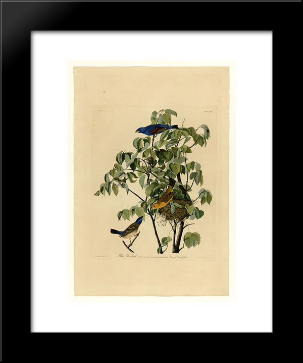 Plate 122 Blue Grosbeak 20x24 Black Modern Wood Framed Art Print Poster by Audubon, John James