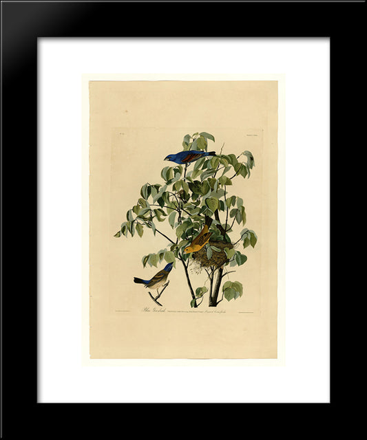Plate 122 Blue Grosbeak 20x24 Black Modern Wood Framed Art Print Poster by Audubon, John James