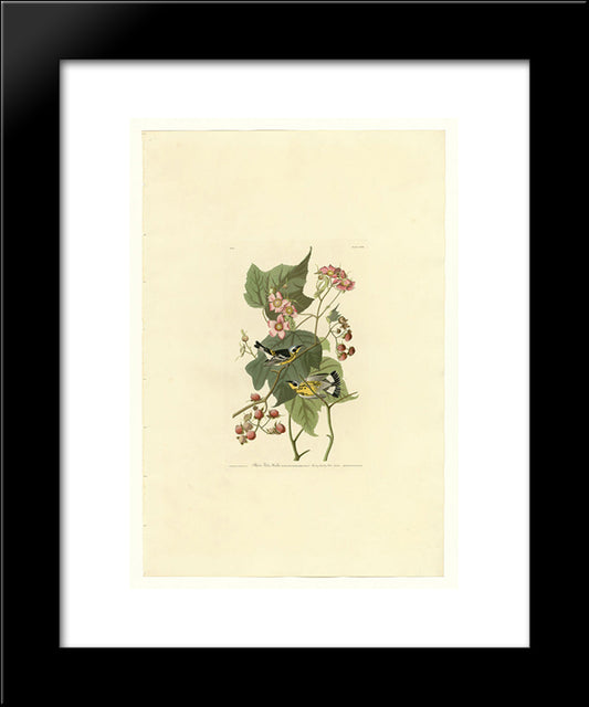 Plate 123 Black & Yellow Warblers 20x24 Black Modern Wood Framed Art Print Poster by Audubon, John James