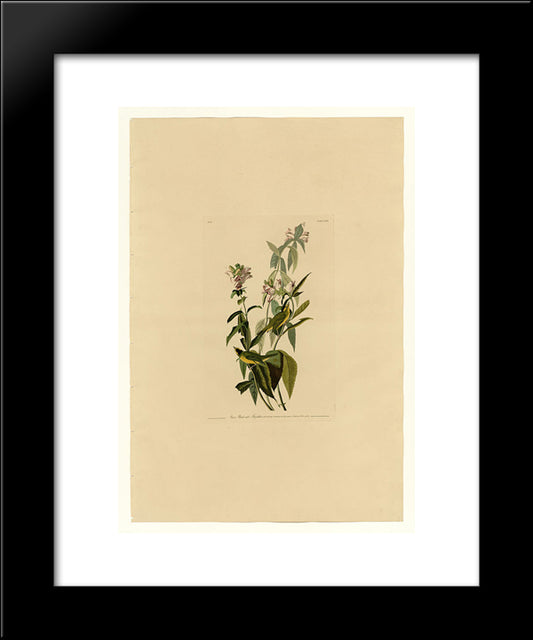 Plate 124 Green Black-Capt Flycatcher 20x24 Black Modern Wood Framed Art Print Poster by Audubon, John James