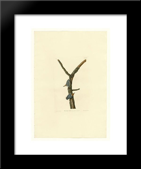 Plate 125 Brown-Headed Nuthatch 20x24 Black Modern Wood Framed Art Print Poster by Audubon, John James