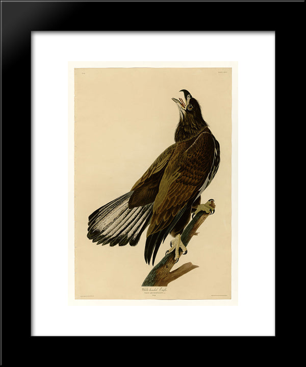 Plate 126 White-Headed Eagle 20x24 Black Modern Wood Framed Art Print Poster by Audubon, John James