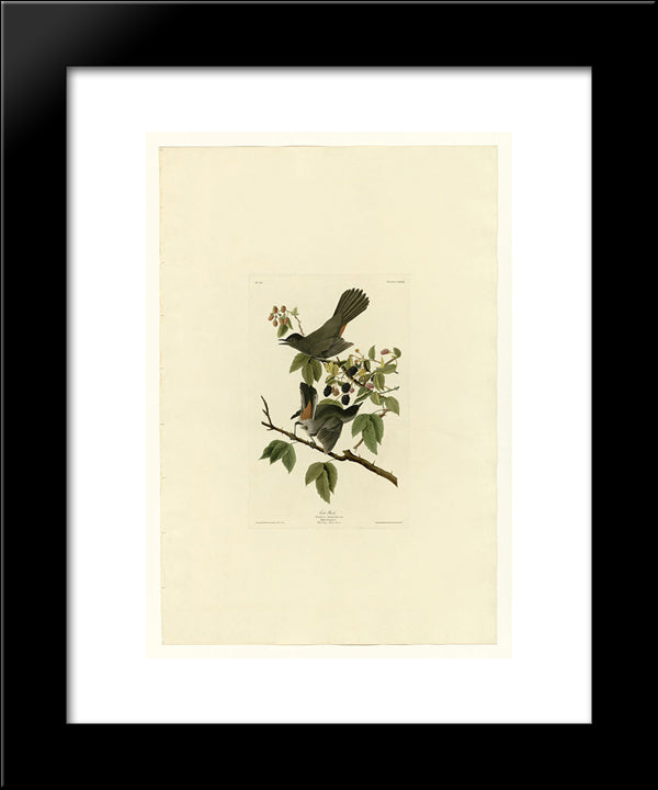 Plate 128 Cat Bird 20x24 Black Modern Wood Framed Art Print Poster by Audubon, John James