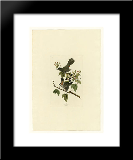 Plate 128 Cat Bird 20x24 Black Modern Wood Framed Art Print Poster by Audubon, John James