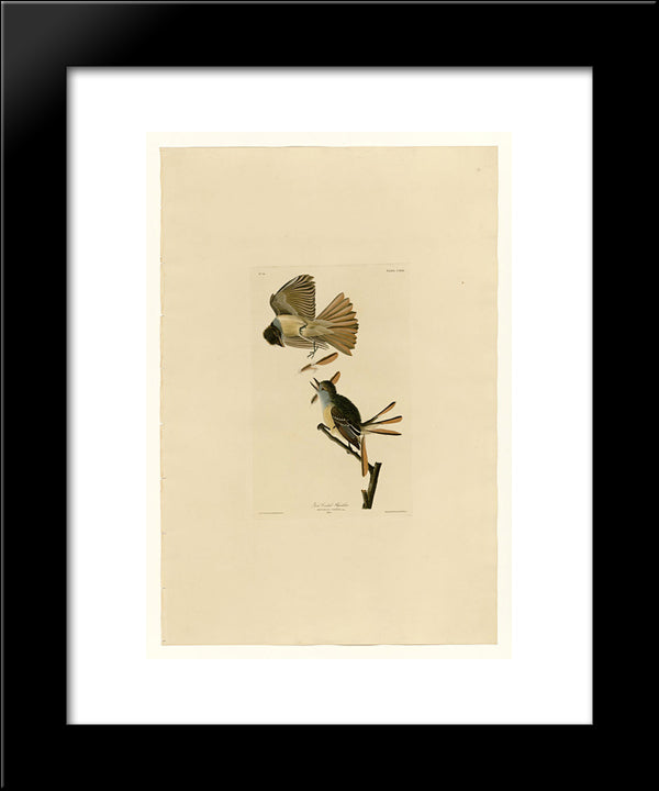 Plate 129 Great Crested Flycatcher 20x24 Black Modern Wood Framed Art Print Poster by Audubon, John James