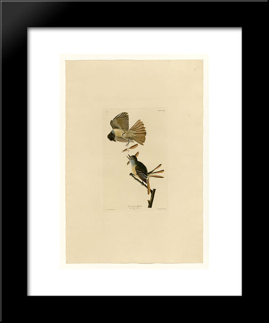 Plate 129 Great Crested Flycatcher 20x24 Black Modern Wood Framed Art Print Poster by Audubon, John James