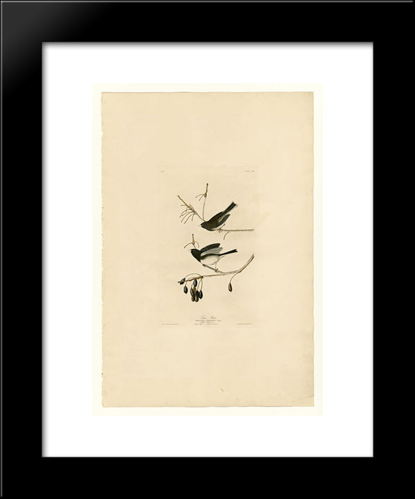 Plate 13. Snow Bird 20x24 Black Modern Wood Framed Art Print Poster by Audubon, John James