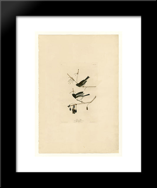 Plate 13. Snow Bird 20x24 Black Modern Wood Framed Art Print Poster by Audubon, John James