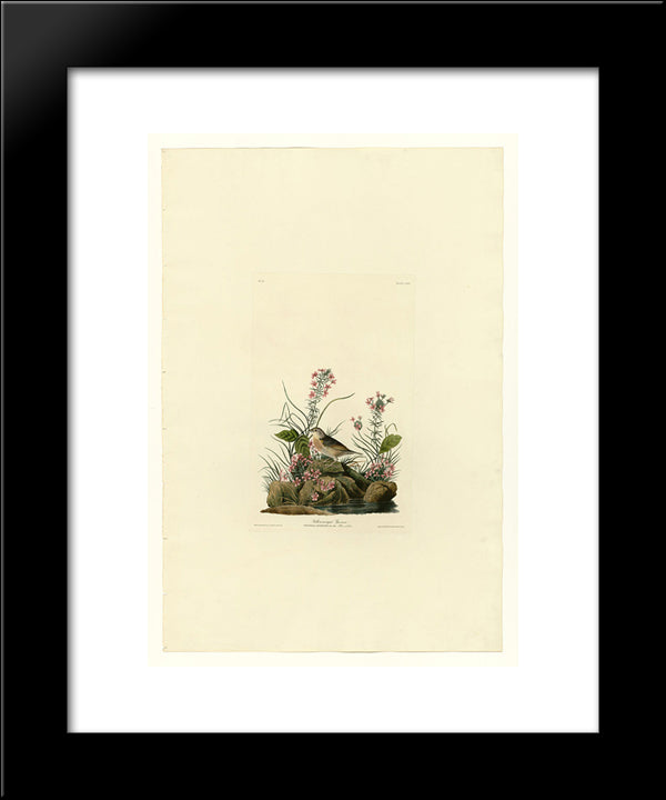 Plate 130 Yellow-Winged Sparrow 20x24 Black Modern Wood Framed Art Print Poster by Audubon, John James