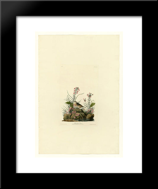 Plate 130 Yellow-Winged Sparrow 20x24 Black Modern Wood Framed Art Print Poster by Audubon, John James