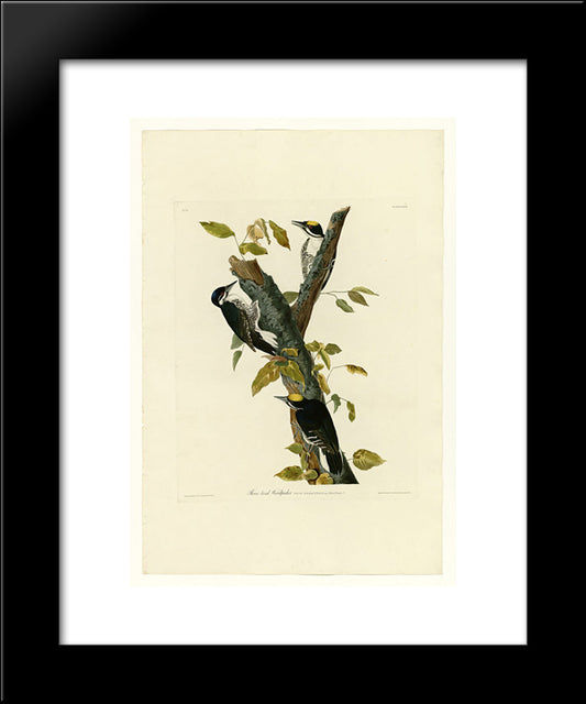 Plate 132 Three-Toed Woodpecker 20x24 Black Modern Wood Framed Art Print Poster by Audubon, John James