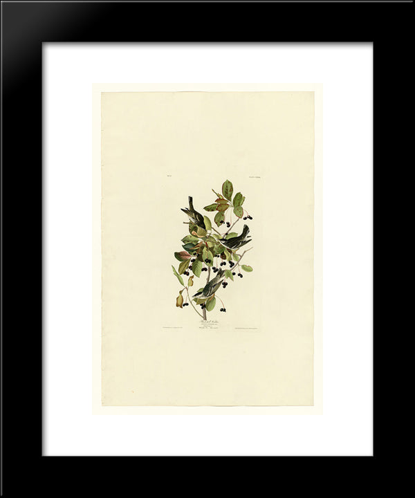 Plate 133 Black-Poll Warbler 20x24 Black Modern Wood Framed Art Print Poster by Audubon, John James