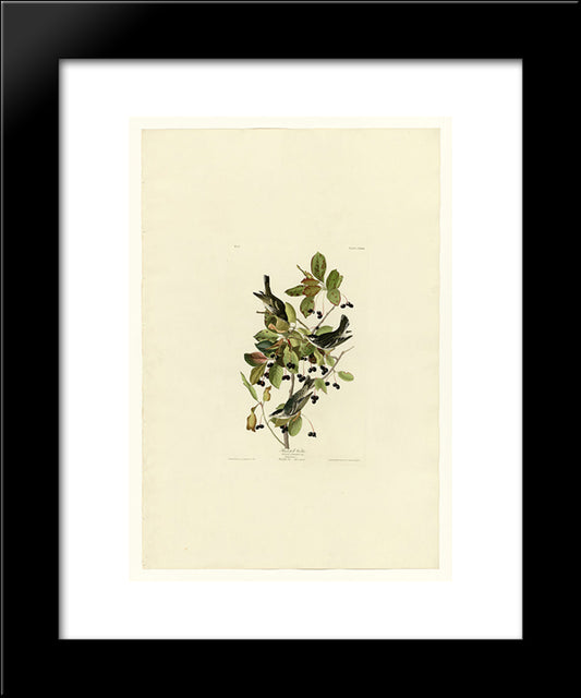 Plate 133 Black-Poll Warbler 20x24 Black Modern Wood Framed Art Print Poster by Audubon, John James