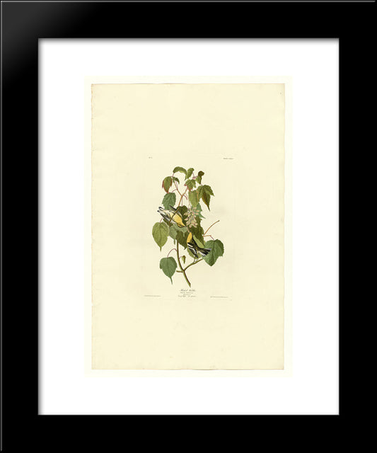Plate 134 Hemlock Warbler 20x24 Black Modern Wood Framed Art Print Poster by Audubon, John James