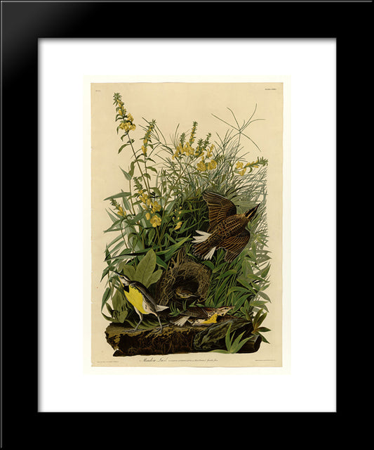Plate 136 Meadow Lark 20x24 Black Modern Wood Framed Art Print Poster by Audubon, John James