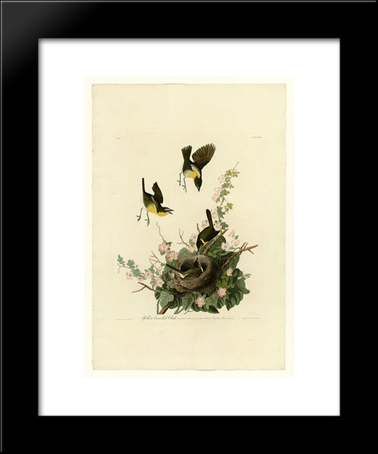 Plate 137 Yellow-Breasted Chat 20x24 Black Modern Wood Framed Art Print Poster by Audubon, John James