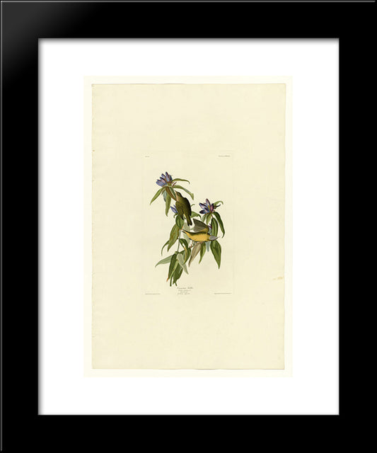 Plate 138 Connecticut Warbler 20x24 Black Modern Wood Framed Art Print Poster by Audubon, John James