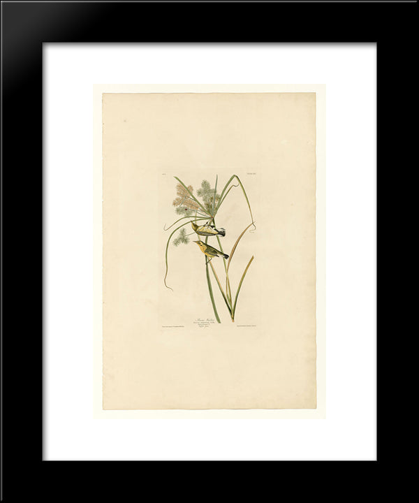 Plate 14. Prairie Warbler 20x24 Black Modern Wood Framed Art Print Poster by Audubon, John James