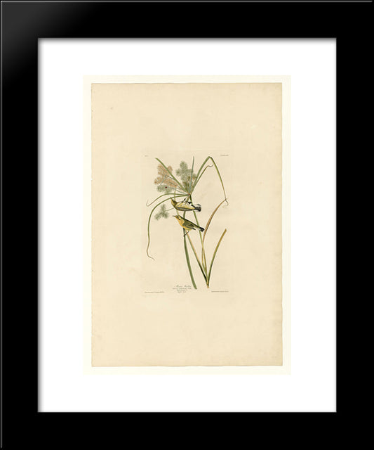 Plate 14. Prairie Warbler 20x24 Black Modern Wood Framed Art Print Poster by Audubon, John James
