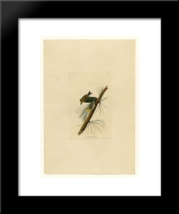 Plate 140 Pine Creeping Warbler 20x24 Black Modern Wood Framed Art Print Poster by Audubon, John James