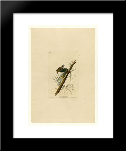 Plate 140 Pine Creeping Warbler 20x24 Black Modern Wood Framed Art Print Poster by Audubon, John James