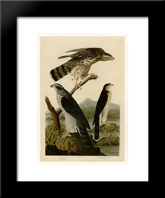 Plate 141 I. Goshawk - 2. Stanley Hawk 20x24 Black Modern Wood Framed Art Print Poster by Audubon, John James