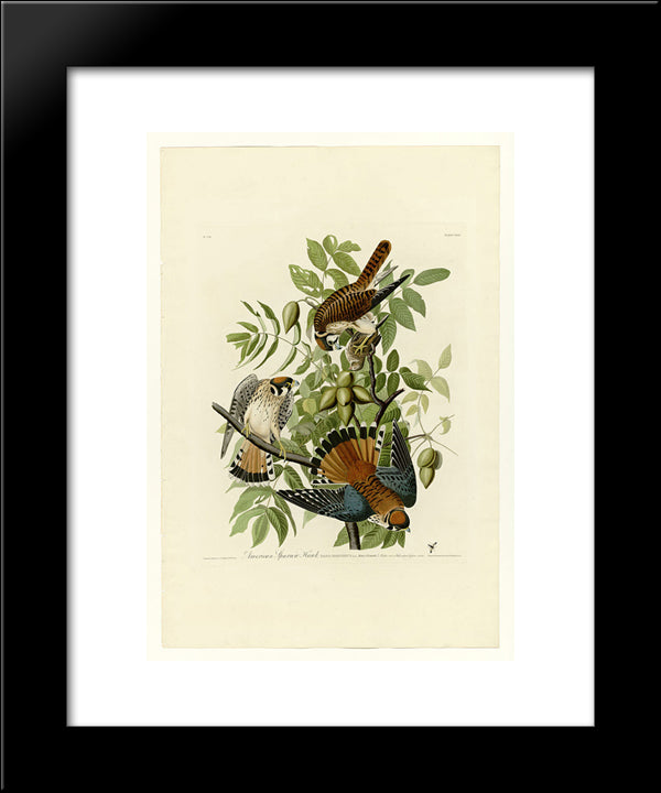 Plate 142 American Sparrow Hawk 20x24 Black Modern Wood Framed Art Print Poster by Audubon, John James