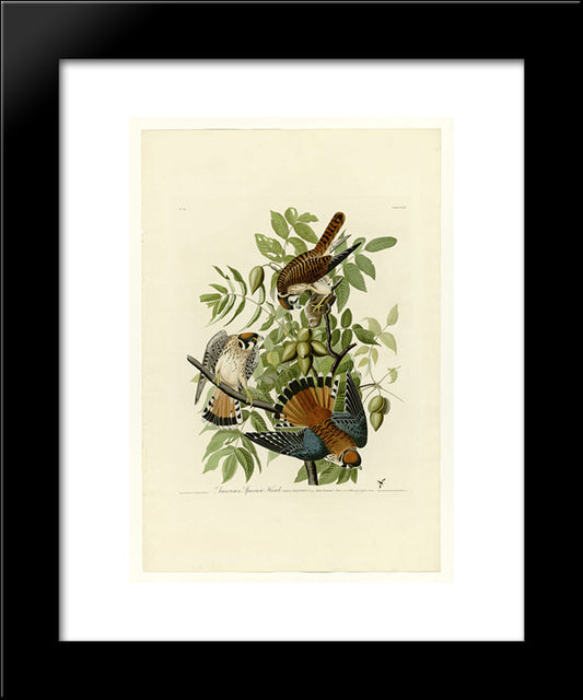 Plate 142 American Sparrow Hawk 20x24 Black Modern Wood Framed Art Print Poster by Audubon, John James