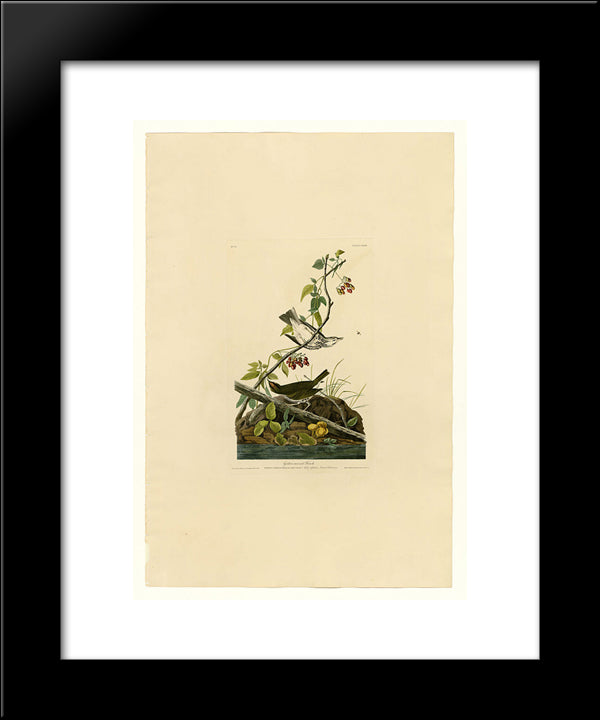 Plate 143 Golden-Crowned Thrush 20x24 Black Modern Wood Framed Art Print Poster by Audubon, John James