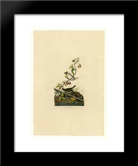 Plate 143 Golden-Crowned Thrush 20x24 Black Modern Wood Framed Art Print Poster by Audubon, John James