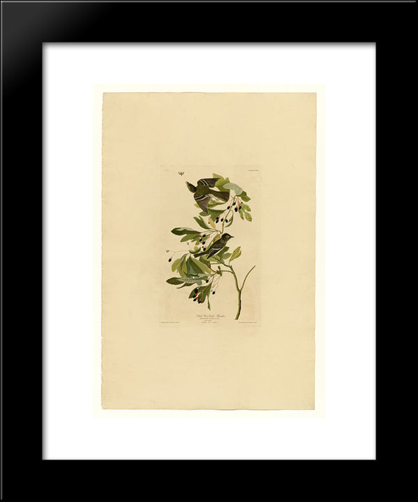 Plate 144 Small Green Crested Flycatcher 20x24 Black Modern Wood Framed Art Print Poster by Audubon, John James