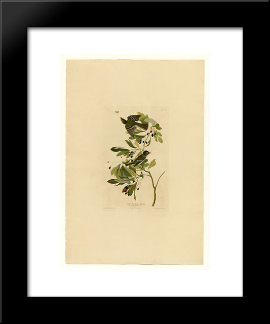 Plate 144 Small Green Crested Flycatcher 20x24 Black Modern Wood Framed Art Print Poster by Audubon, John James