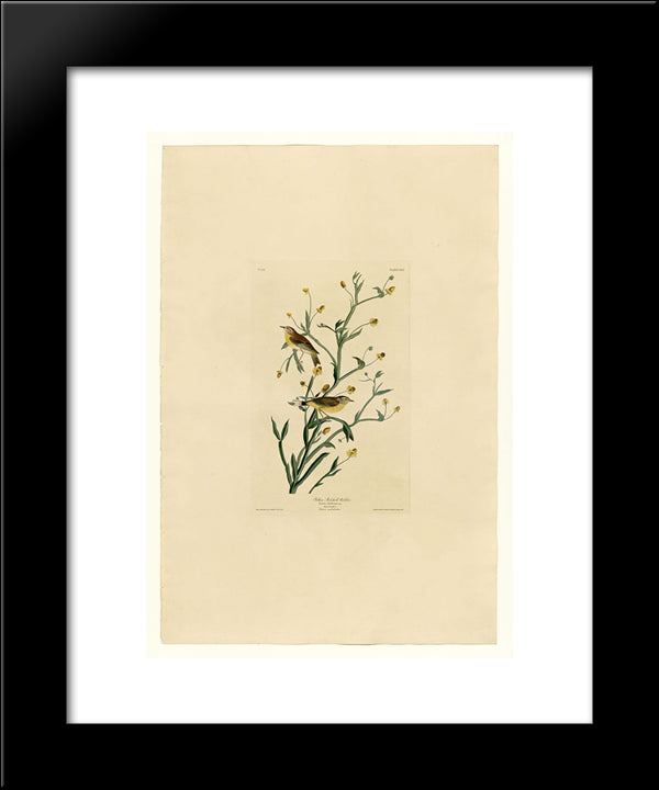 Plate 145 Yellow Red-Poll Warbler 20x24 Black Modern Wood Framed Art Print Poster by Audubon, John James