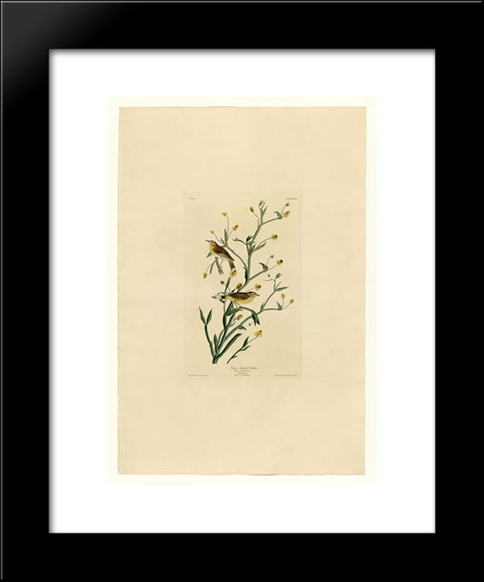 Plate 145 Yellow Red-Poll Warbler 20x24 Black Modern Wood Framed Art Print Poster by Audubon, John James