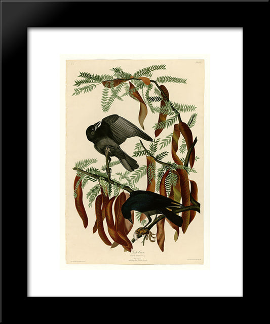 Plate 146 Fish Crow 20x24 Black Modern Wood Framed Art Print Poster by Audubon, John James