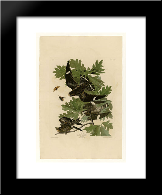 Plate 147 Night Hawk 20x24 Black Modern Wood Framed Art Print Poster by Audubon, John James