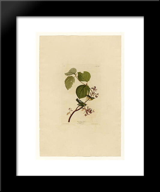 Plate 148 Pine Swamp Warbler 20x24 Black Modern Wood Framed Art Print Poster by Audubon, John James