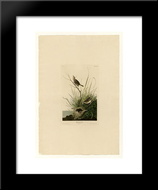 Plate 149 Sharp-Tailed Finch 20x24 Black Modern Wood Framed Art Print Poster by Audubon, John James