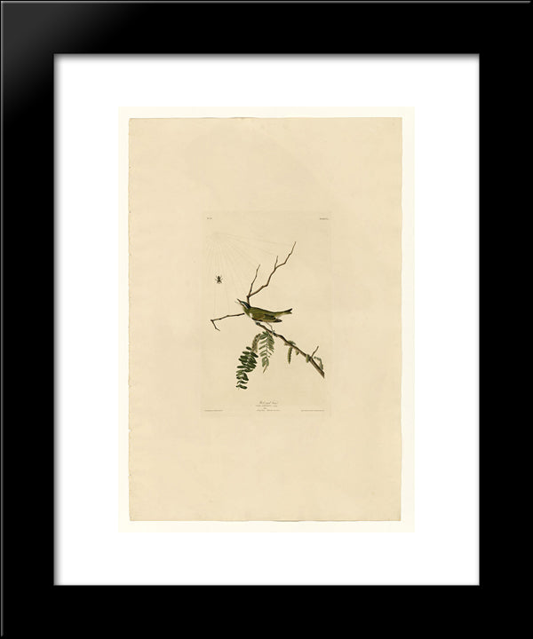 Plate 150 Red-Eyed Vireo 20x24 Black Modern Wood Framed Art Print Poster by Audubon, John James