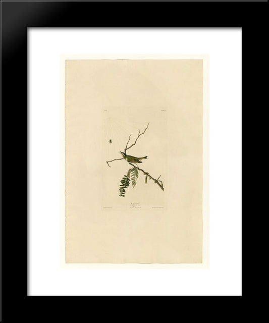 Plate 150 Red-Eyed Vireo 20x24 Black Modern Wood Framed Art Print Poster by Audubon, John James
