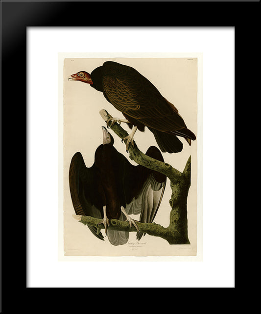 Plate 151 Turkey Buzzard 20x24 Black Modern Wood Framed Art Print Poster by Audubon, John James